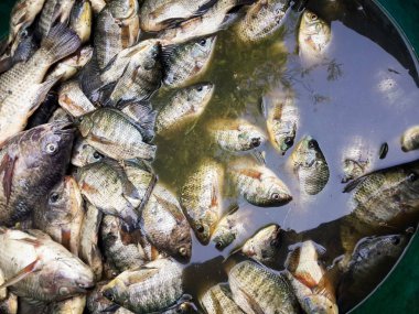 çiğ Oreochromis niloticus balık yemek pişirmek için