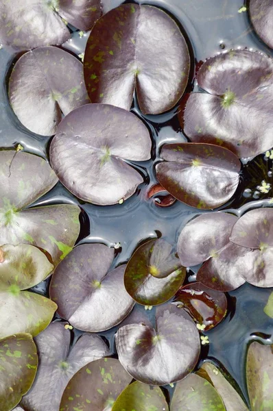 Fermer Les Feuilles Lotus Dans Jardin Naturel — Photo