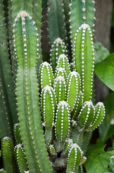 Frischer Grüner Kaktus Naturgarten — Stockfoto