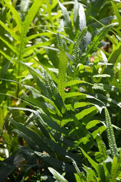 Duftender Farn Naturgarten — Stockfoto