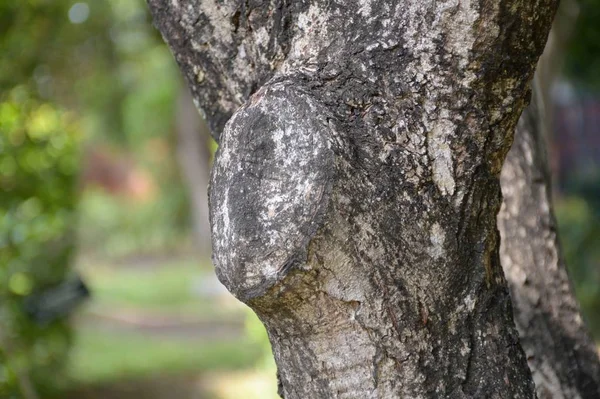 Cerca Corteza Seca Textura Del Árbol Jardín Naturaleza — Foto de Stock