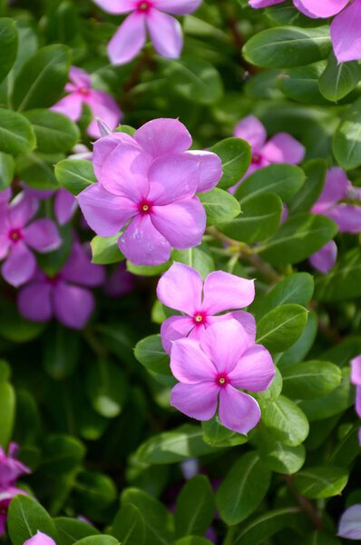 Катарантус розовый цветок в саду природы