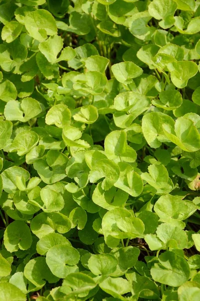 Verde Fresco Centella Asiatica Impianto Giardino Naturale — Foto Stock