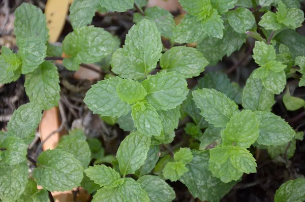 Közeli Konyha Menta Növények Természetben Kert — Stock Fotó