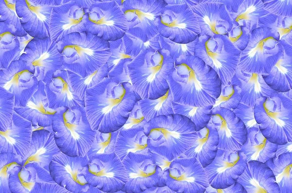 Clitoria Ternatea Blume Muster Hintergrund — Stockfoto