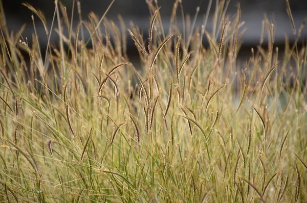 Grasblume Naturgarten — Stockfoto
