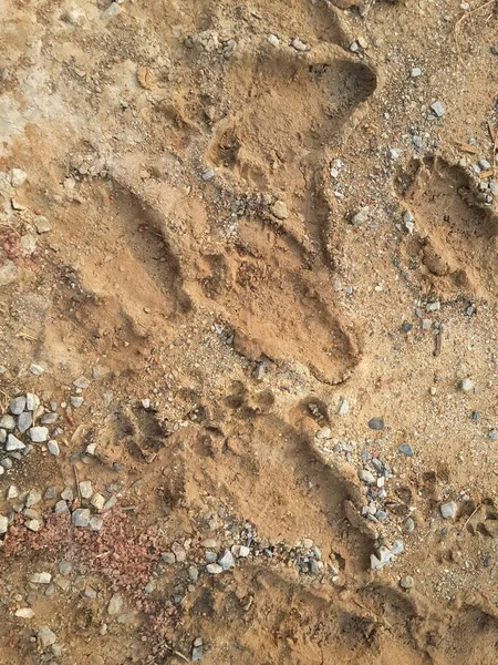 footprint on the ground