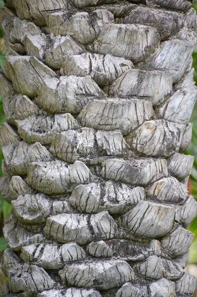 Närbild Palm Bark Träd Textur — Stockfoto
