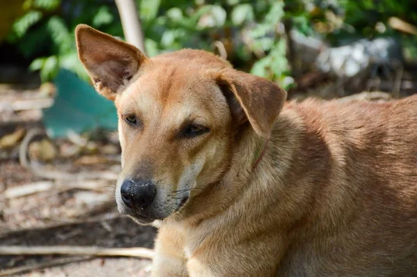 Schattig Bruin Hond Cement Vloer — Stockfoto