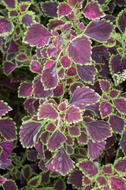 Solenostemon scutellaides bitki doğa bahçe içinde