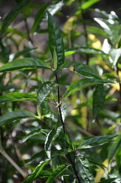 新鲜的绿色巴莱里兰卢普利纳植物在自然花园 — 图库照片