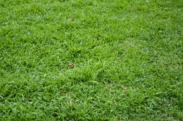 Fermer Herbe Verte Fraîche Dans Jardin Naturel — Photo