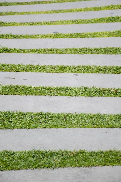 天然花园绿草水泥板 — 图库照片