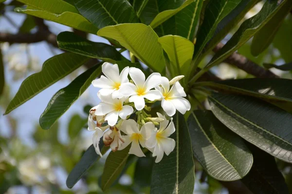 Fiore Plumeria Bianca Nel Giardino Naturale — Foto Stock