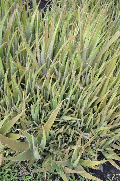 Taze Yeşil Aloe Vera Bitki Doğa Bahçe Içinde — Stok fotoğraf