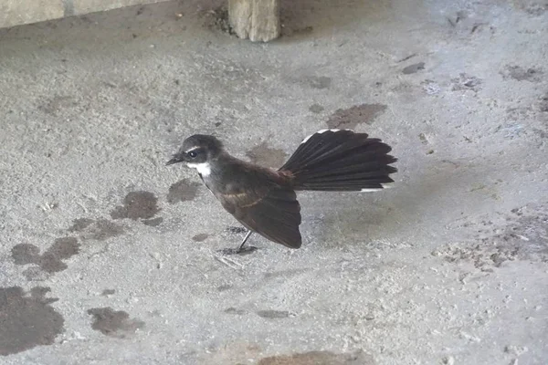 Chiudere Carino Uccello Sul Pavimento Cemento — Foto Stock