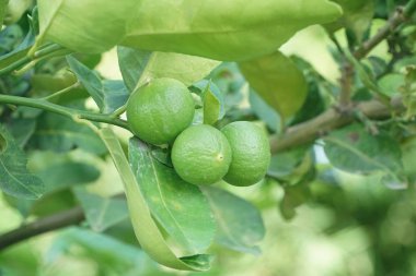 Doğa bahçesinde taze kireç ağacı