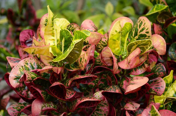 Tanaman Variegatium Codiaeum Kebun Alam — Stok Foto