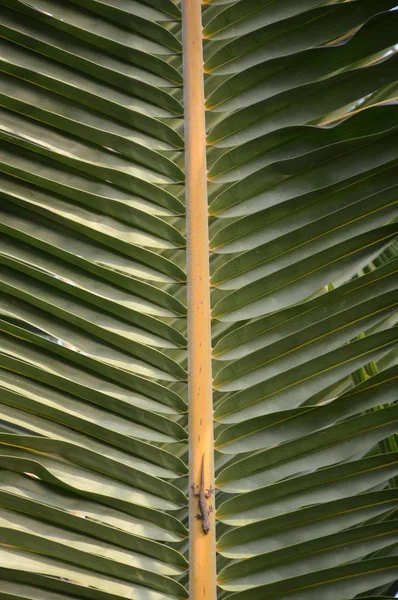 Textura Folha Coco Verde Fresco — Fotografia de Stock