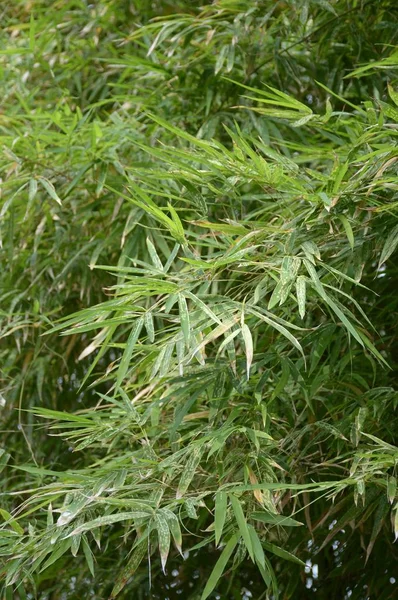 Daun Bambu Hijau Segar Taman Alam — Stok Foto