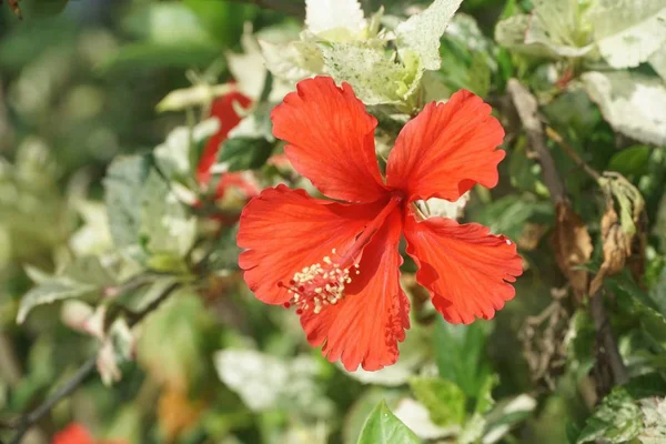 Red Hibiscus Syriacus Flor Jardim Natureza — Fotografia de Stock