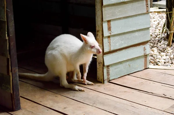 Közelről Wallaby Thaiföldön — Stock Fotó