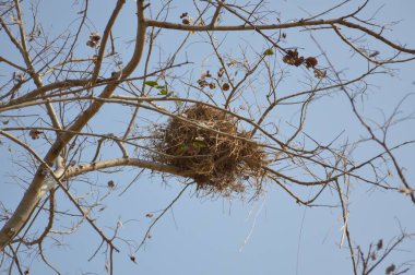 kuru dalda kuş ağı