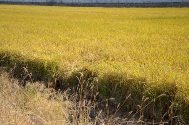 Ülke Tayland pirinç ağaç