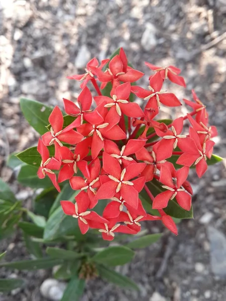 自然庭園に咲く赤いイクソコカの花 — ストック写真