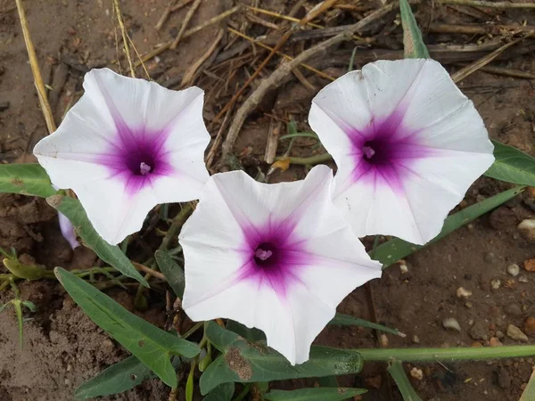 Biały Ipomoea Aquatica Kwiat Ogrodzie Przyrody — Zdjęcie stockowe
