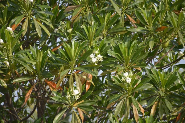 Branco Pong Pong Flor Jardim Natureza — Fotografia de Stock