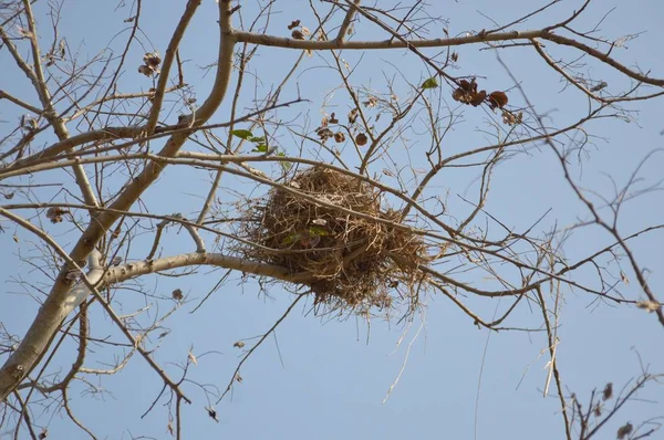 bird net on dry branch