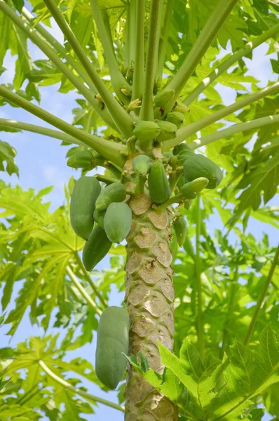 Copac Papaya Verde Proaspăt Grădină Fructe — Fotografie, imagine de stoc