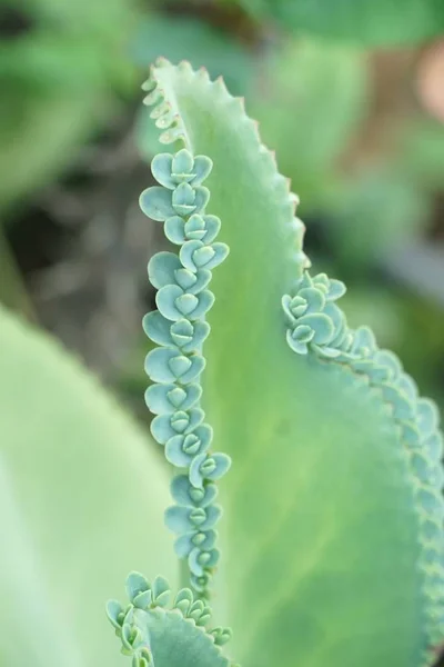 Hybryda Kalanchoe Roślin Ogrodzie Przyrody — Zdjęcie stockowe