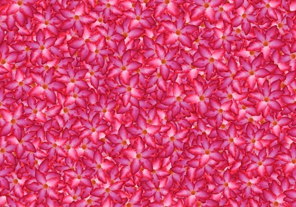 Nerium Oleander Blumen Muster Hintergrund — Stockfoto