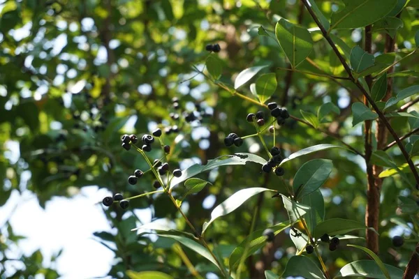 doğa bahçesinde taze yeşil Syzygium australe bitki