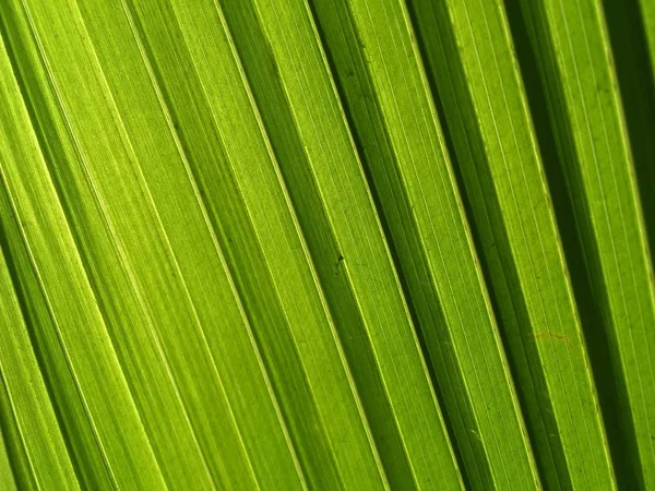Texture Fresca Foglia Verde Sfondo — Foto Stock