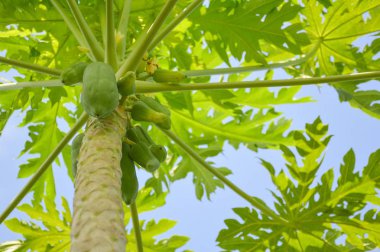 meyve bahçesi taze yeşil papaya ağacında