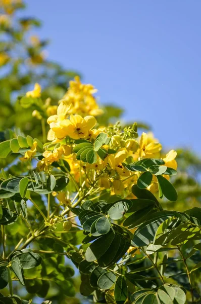 Senna Surattensis Květina Přírodní Zahradě — Stock fotografie