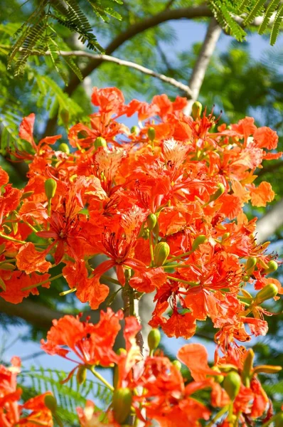 Боярский Цветок Саду — стоковое фото