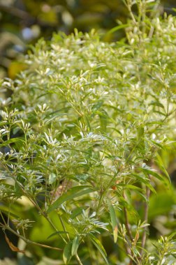 Beyaz Noel ağacı veya Euphorbia leucocephala bitki doğa bahçe içinde