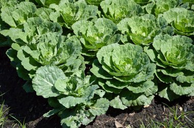 sebze bahçesinde yeşil karnabahar bitkileri