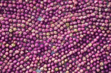 Gomphrena globosa çiçek desen arka plan