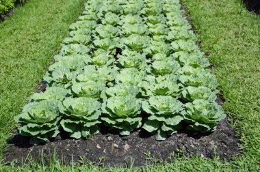 sebze bahçesinde yeşil karnabahar bitkileri