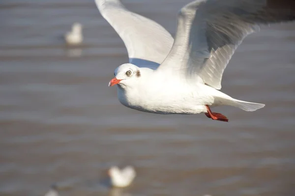 Cerca Pájaro Gaviota Blanco — Foto de Stock