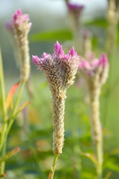 Pink Celosia Argentea Flower Nature Garden — Stock Photo, Image