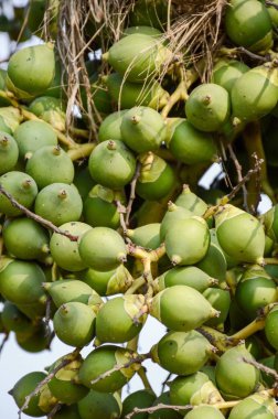 doğa Bahçe Yeşil palmiye meyve