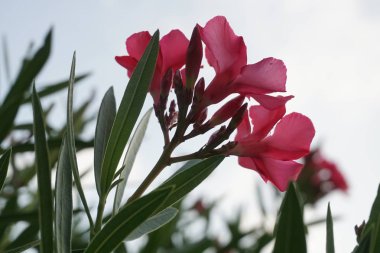 Doğa bahçesinde pembe neryum zakkum çiçeği