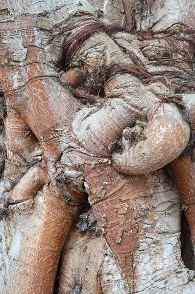 Banyan Bark Träd Konsistens — Stockfoto