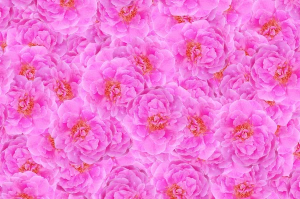 Pink Rose Flower Pattern Background — Stock Photo, Image